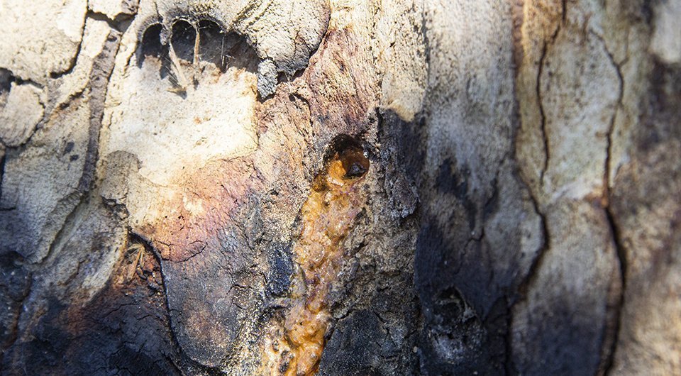 Orifici pel qual s'ha introduït l'herbicida hormonal 2