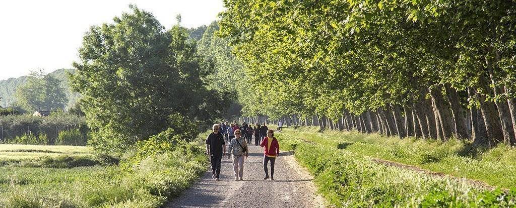Els plataners en la banqueta de la tercera séquia del Canal d'Urgell