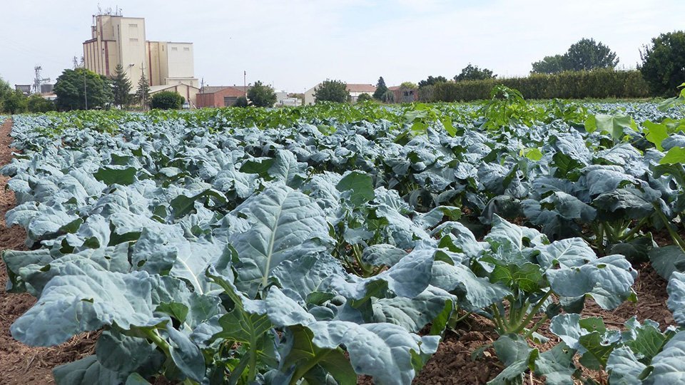 Cultiu Brocoli, una de les propostes alternatives de la Cooperativa d'Ivars