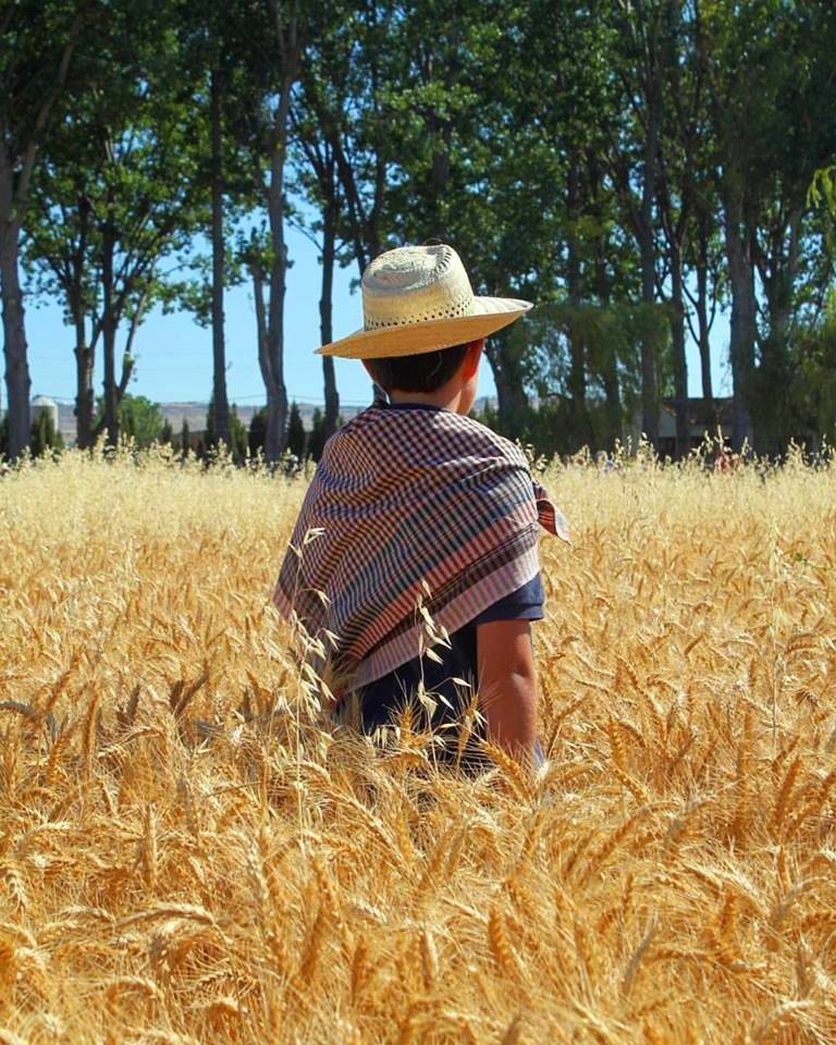 Festa del Segar i Batre la Fuliola1