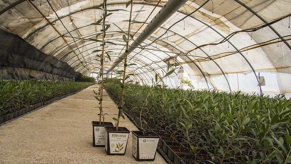 Exemplars de les oliveres d'ACUDAM que replantaran la zona devastada per l'incendi
