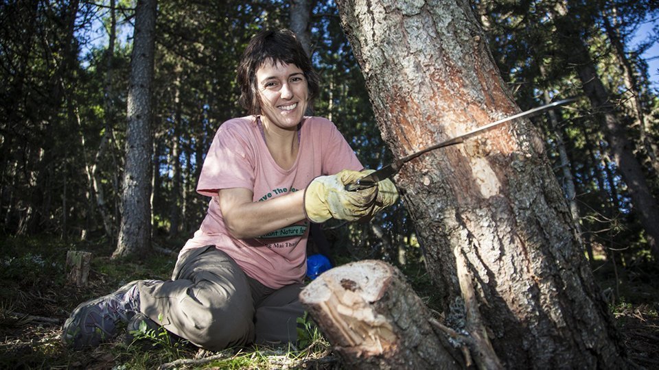 Projecte Boscos de Muntanya (4)