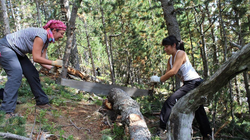 Projecte Boscos de Muntanya (6)