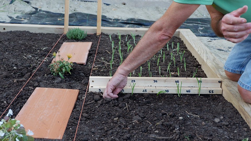 Els professors practiquen el mètode de sembra Gaspar Caballero de Segovia