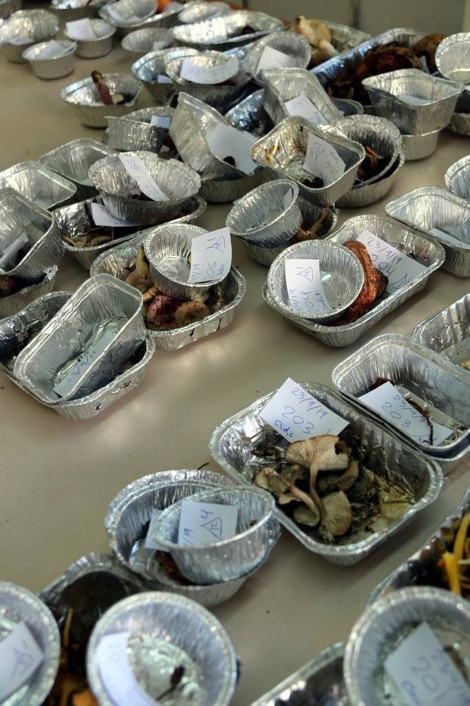 Pla curt de la classificació que els experts fan dels boscos que troben a les finques d'estudi. Imatge del 25 de setembre del 2019. (Vertical)