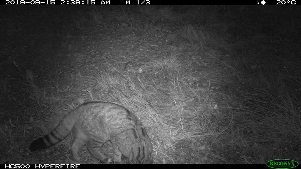 Foto parany de Fermi Sort