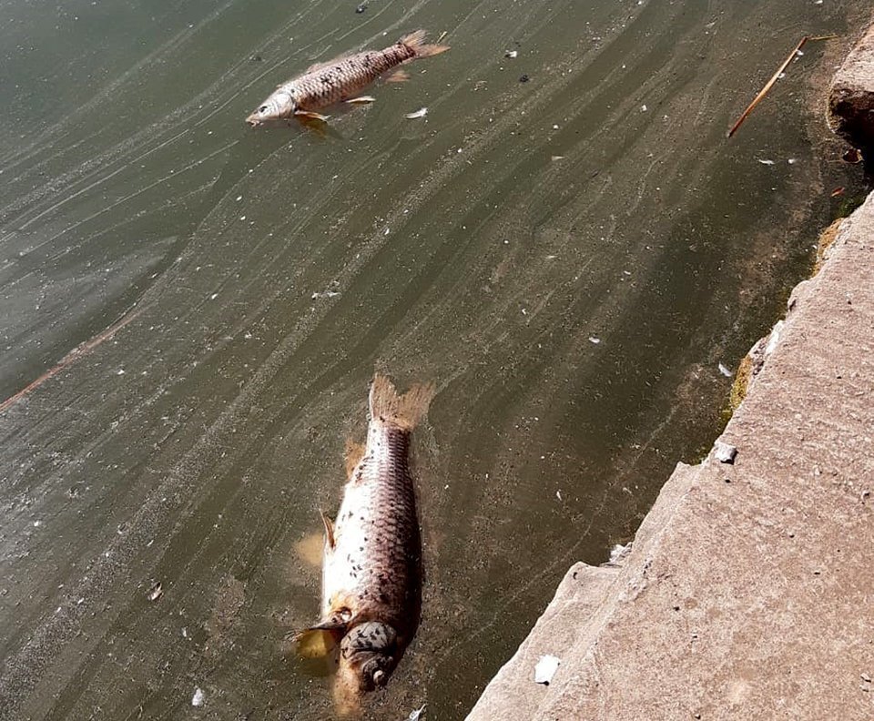 Carpes mortes a l'Estany d'Ivars i Vila-sana