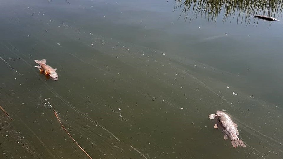 Carpes mortes a l'Estany d'Ivars i Vila-sana