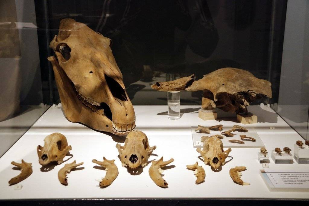 Pla general on es pot veure el conjunt de restes faunístiques exposades el Museu de Guissona que es van trobar submergides a l'interior d'un pou de l'antiga Iesso romana, l'11 d'octubre de 2019. (Horitzontal)