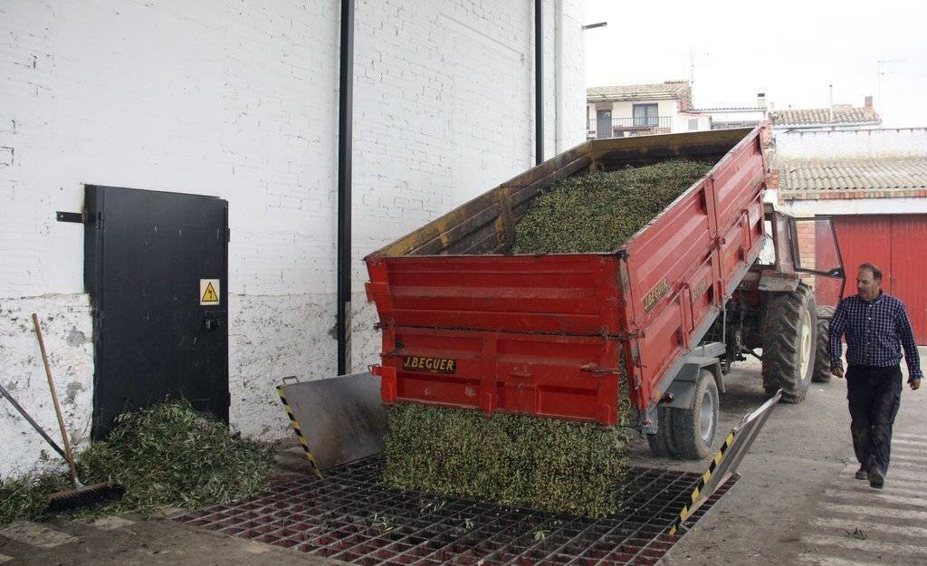 Pla general d'un tractor amb un remolc que està buidant a les instal·lacions de la cooperativa de Maials les olives que acaba de collir, el 18 de novembre de 2018 (Horitzontal).
