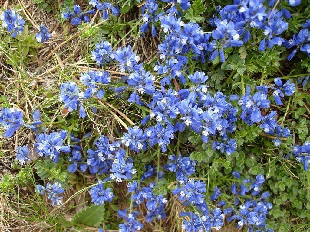 04 Herba blava - Empedrats CA