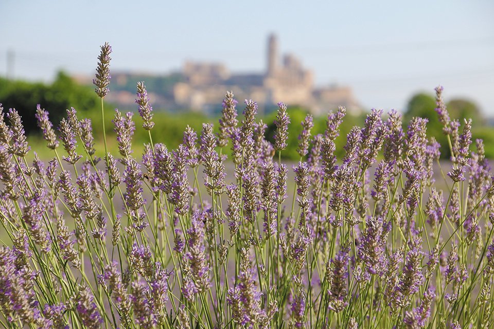 ROSSELLO FOTO DIGITAL