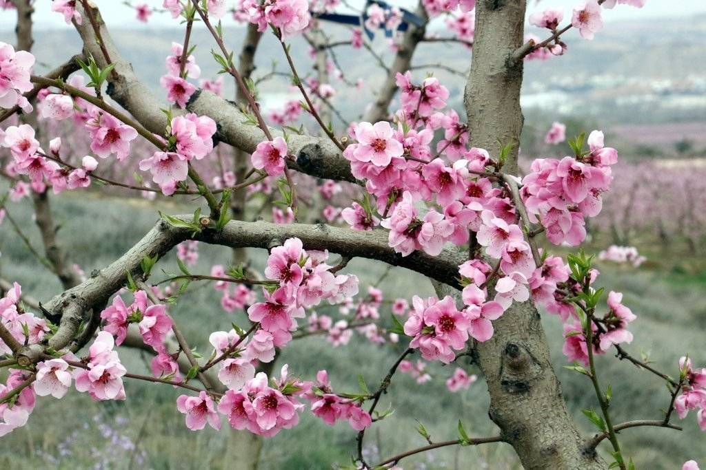 Detalls de les flors dels camps de presseguers florits a Aitona. Imatge del 5 de març de 2019. (Horitzontal)