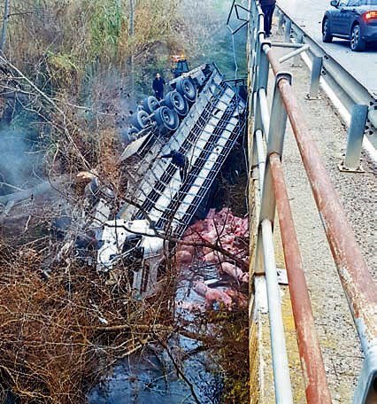 Imatge del vehicle i els porcs, en l'accident a Albesa