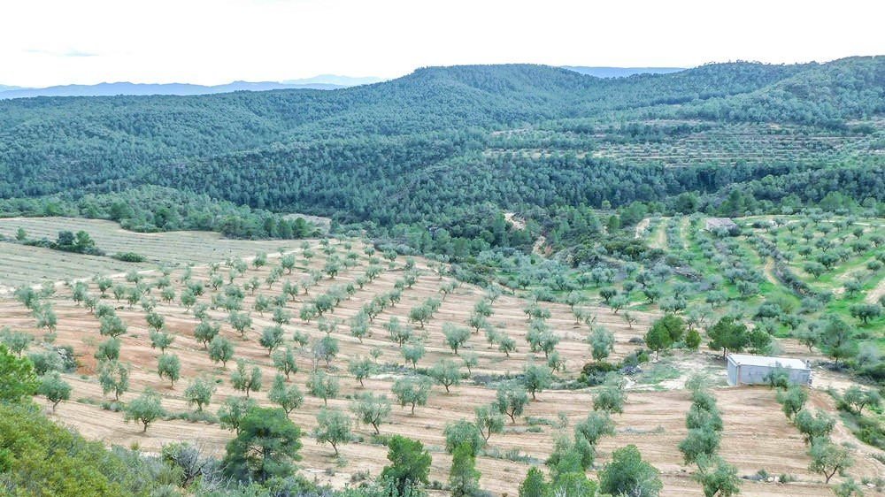 DOP-les-garrigues-olives-territori