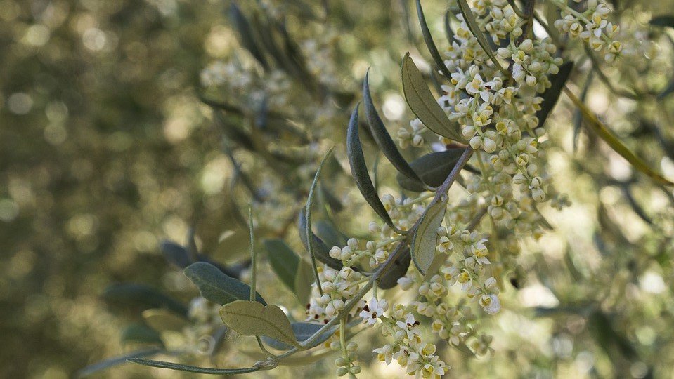 flora-4546723_960_720