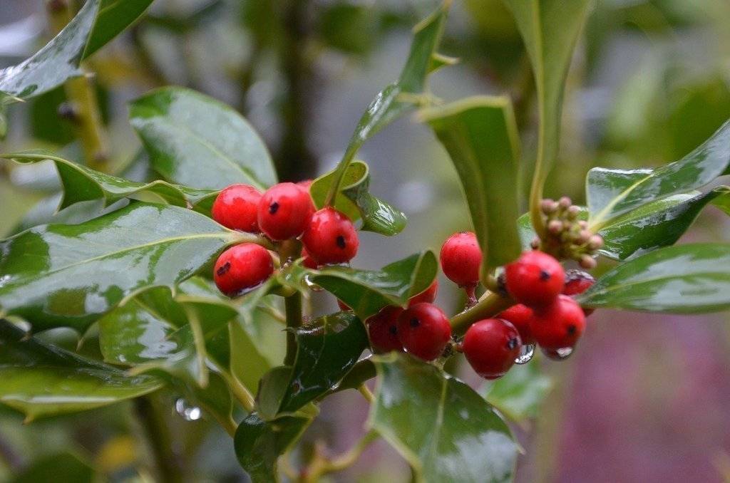 planta pirineus Conchi Revuelto