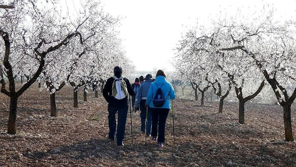 Públic familiar visita la floració de l'ametller va les Garrigues
