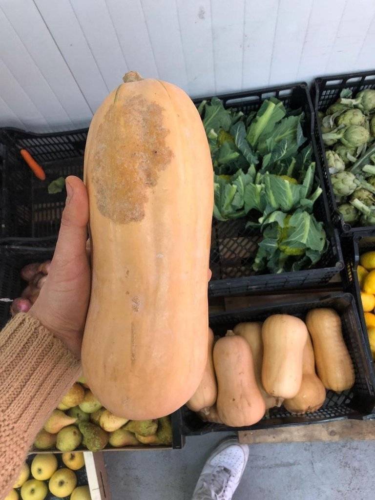 Carabasses mperfectus