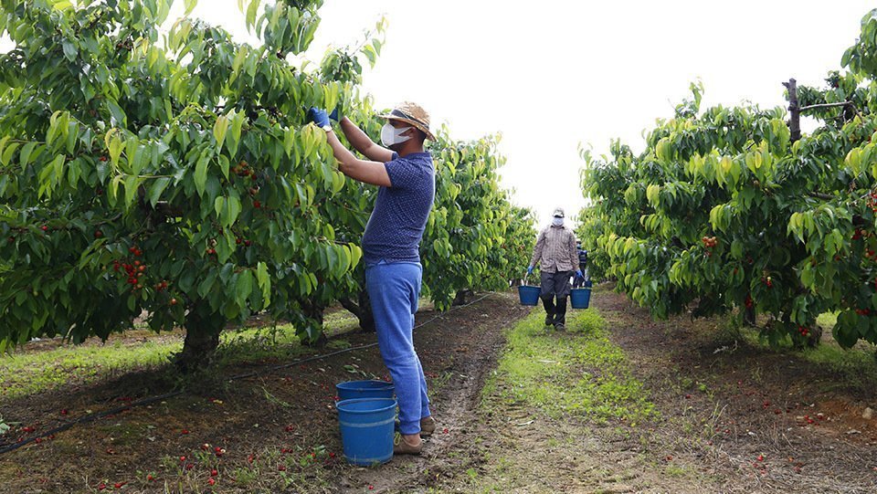 Els treballadors de l'explotació que l'Oriol Teixidó té a Seròs treballen mantenint les distàncies. Imatge del 28 d'abril de 2020. (Horitzontal)