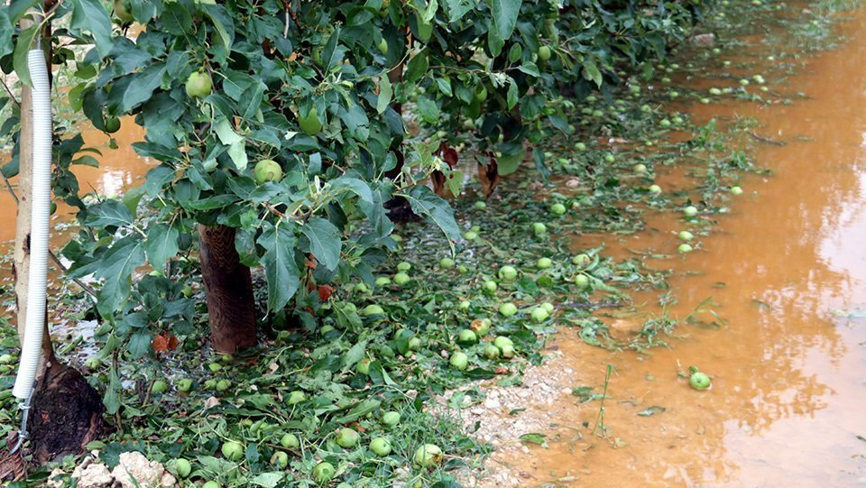 Imatge de pomes al terra per la pedregada