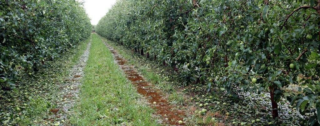 Pla general de pomes al terra per la pedregada en un camp de Bellpuig, el 4 de juny del 2020. (Horitzontal)