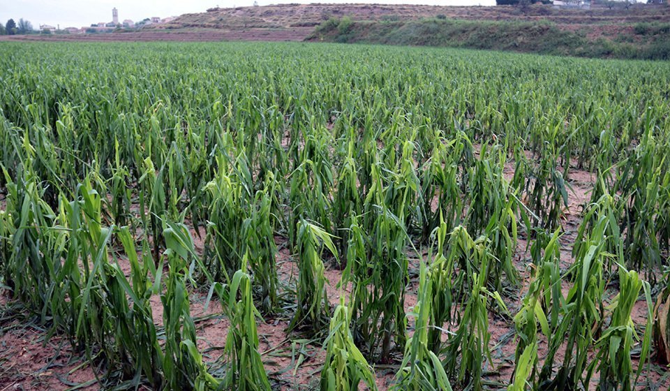 Pla general d'un camp de panís del municipi de Bellpuig malmès per la pedregada, el 4 de juny del 2020. (Horitzontal)