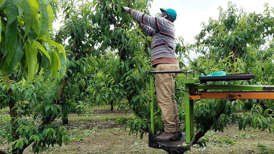 Temporers en una explotacio de Lleida - Recurs Interior 1