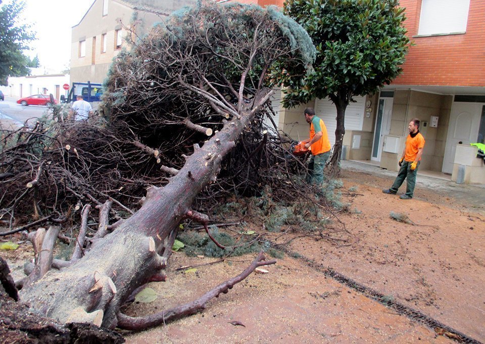 L'arbre que va malmetre l'aiguat del 23 d'octubre al Palau d'Anglesola