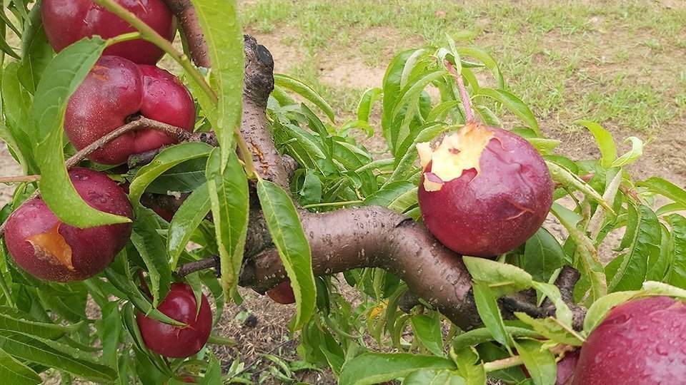Nectarines d'una finca d'Alcarràs malmeses per la pedregada del 16 de juny