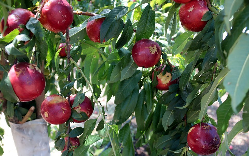 Detall d'unes nectarines afectades per la pedregada en una finca de Soses, el 18 de juny del 2020. (Horitzontal)