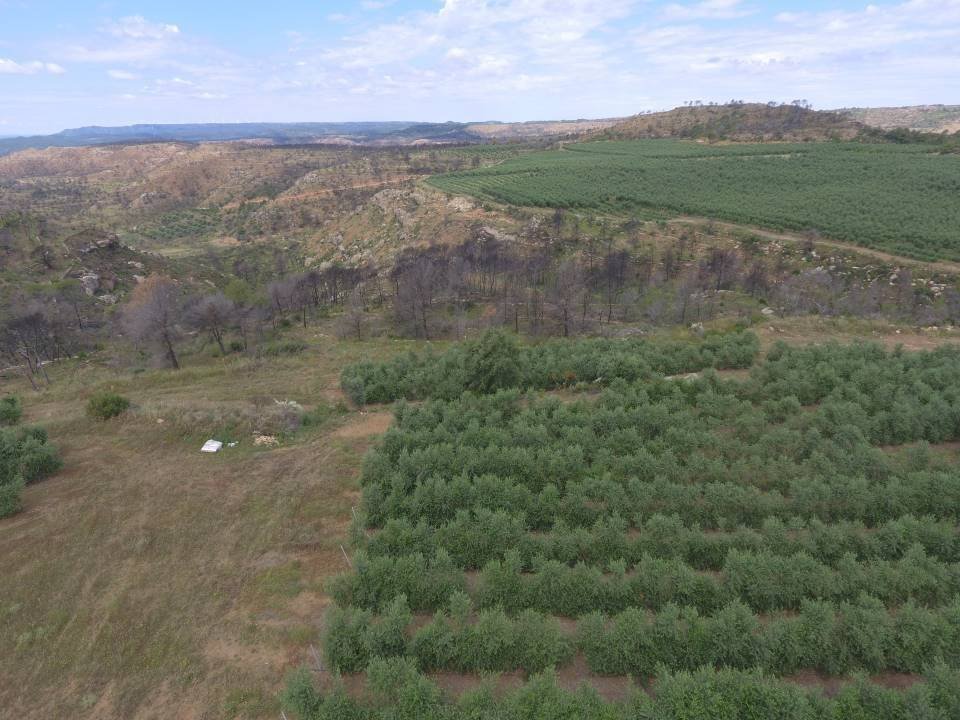 Imatge aèria captada amb dron on es pot veure una zona afectada per l'incendi de la Ribera d'Ebre a Bovera en el punt on les flames es van aturar abans d'arribar a un camp d'oliveres, un any després del foc, el 17 de juny de 2020. (Horitzontal) Quim Vallès