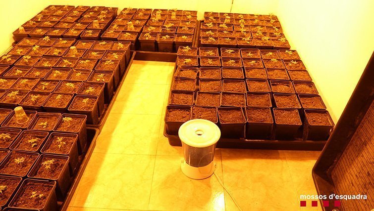 Plantes de marihuana  incautades pels Mossos d'Esquadra a Torregrossa