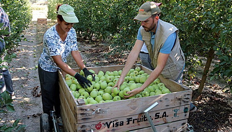 Collita de la poma a Lleida