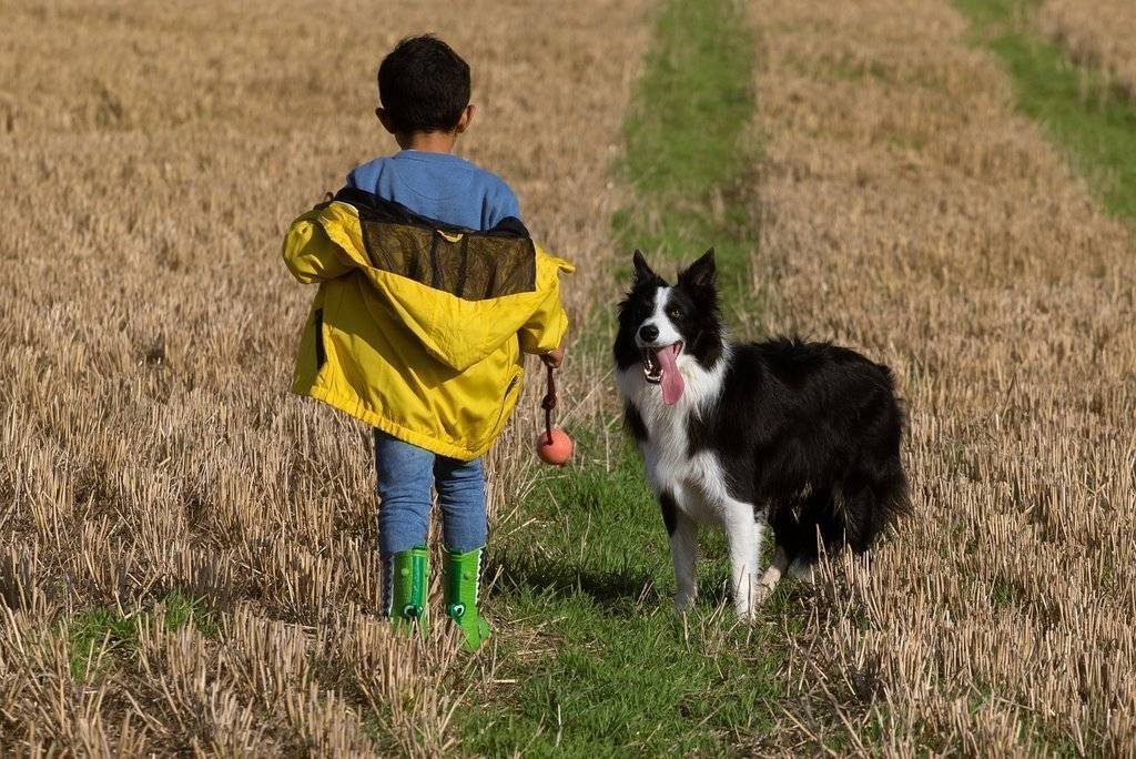 boy-and-dog-in-field-4560039_1280