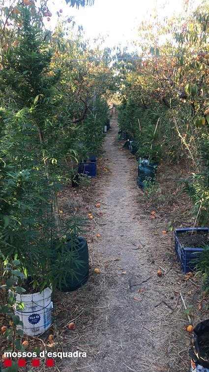 Plantes de marihuana amagades en un camp de presseguers a Aitona