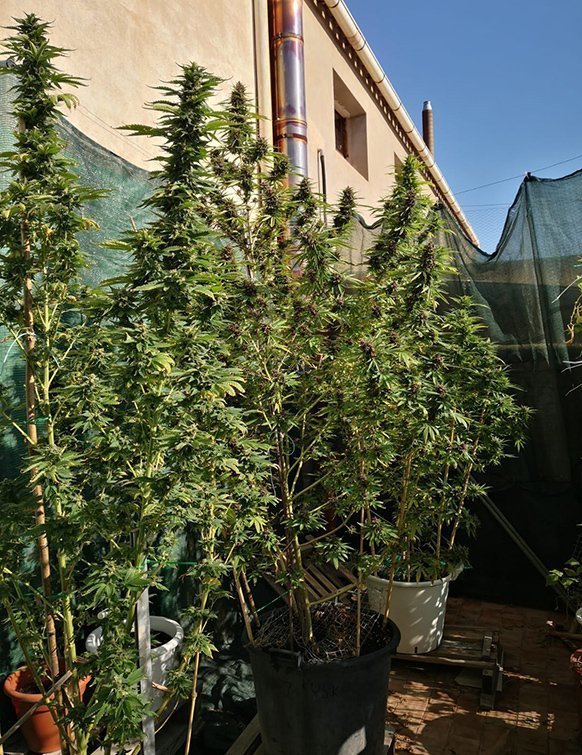 La plantació de marihuana localitzada en un immoble de les Borges Blanques