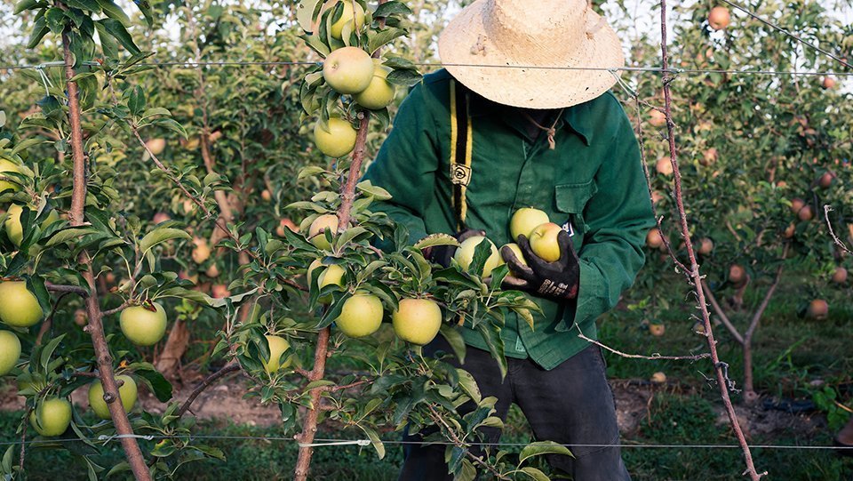 Collita de pomes per elaborar el vinagre de Badia, Cal Valls i Mel i Torrons Alemany