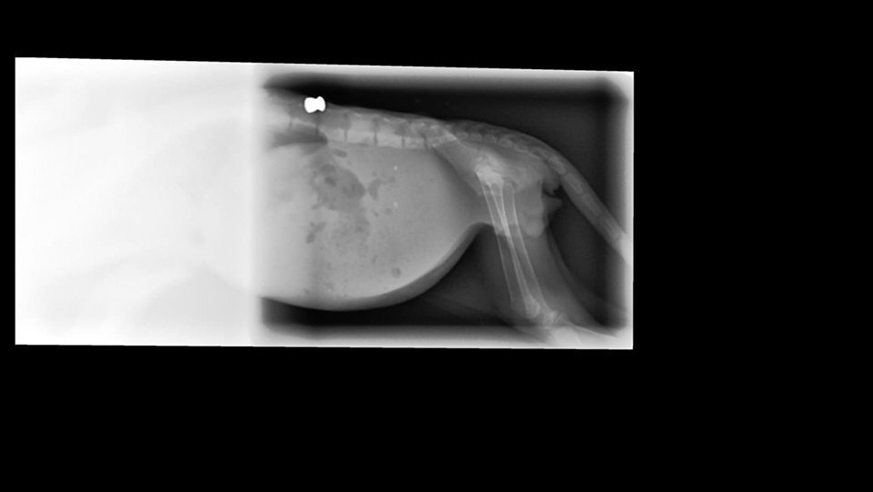Radiografia en la qual es veu el balí en la columna del gat 1