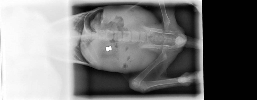 Radiografia en la qual es veu el balí en la columna del gat