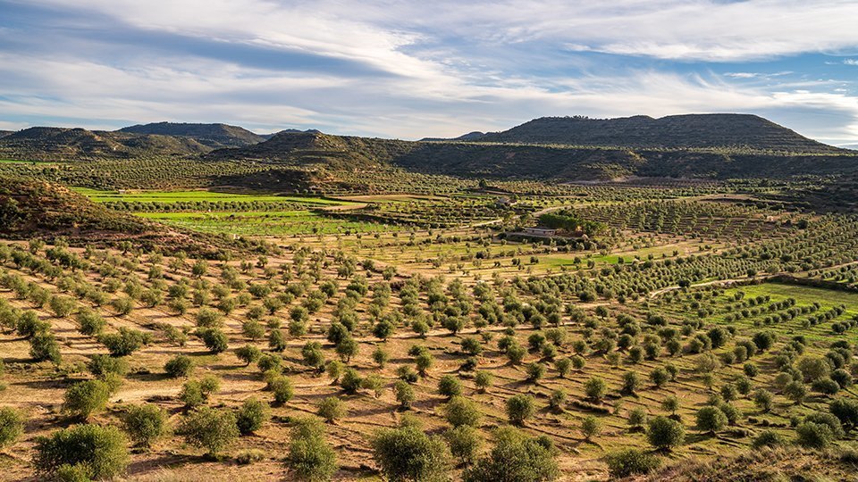 Campanya promocio Les Garrigues, terra verge extra