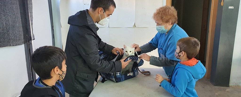 Campanya per dentificar mascotes al Palau d'Anglesola