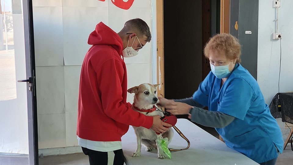 Campanya per dentificar mascotes al Palau d'Anglesola