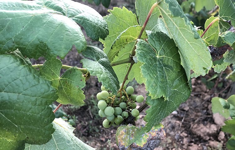 Un cep afectat pel míldiu