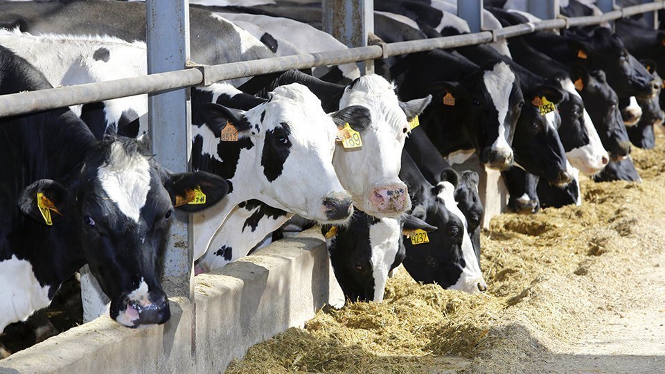 Imatge de les instal·lacions de la granja Torre Santamaria @Torresantamaria