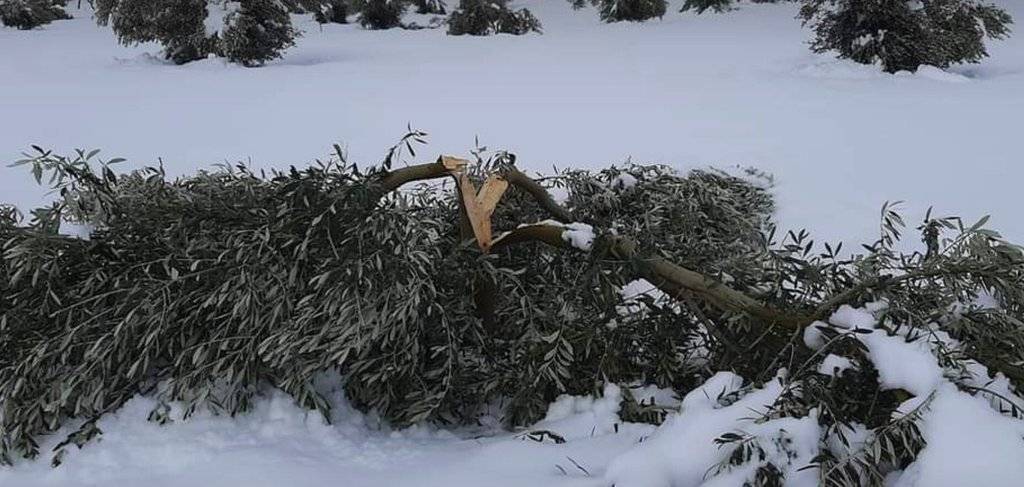 olivera trencada a bovera