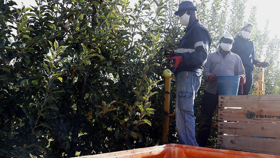 Temporers en una màquina de collir fruita en una finca de Penelles @ACN