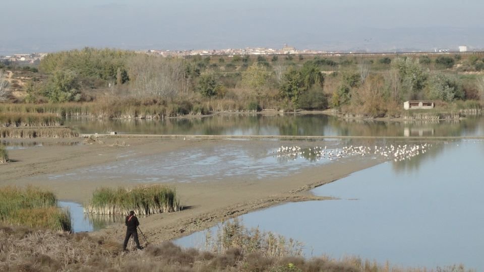 Vista del buidatge de l'Estany d'Ivars i Vila-sana al novembre de 2020 - Marina Pallàs Barta