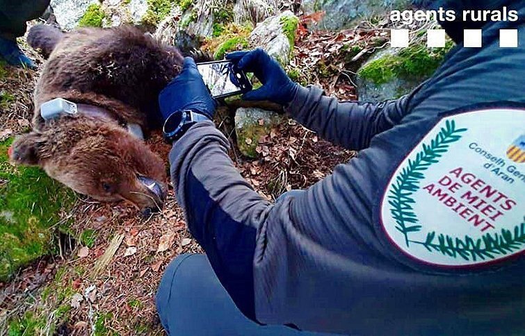 Investigació de la mort de l'ós Cachou @Mossos