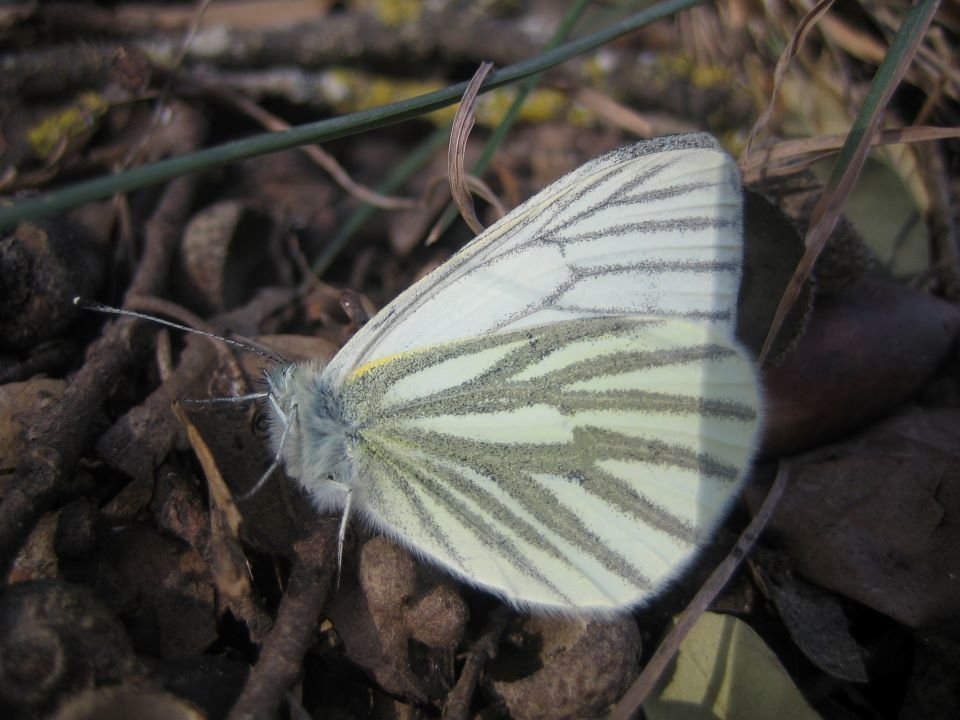 Papallona insecte Pieris napi - estudi udl lleida